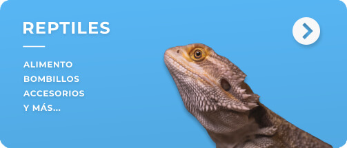 Reptiles